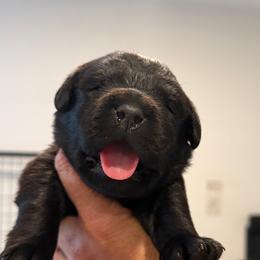 Purple collar - Black female Labrador Retriever puppy in Clinton, Tennessee from Summer Rose