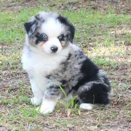 Poppy - Blue merle male Australian Shepherd puppy in Macon, Georgia from Shaina’s Shepherds