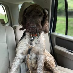 German Wirehaired Pointers from Creekside Farms