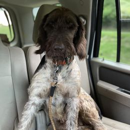 German Wirehaired Pointers from Creekside Farms