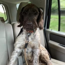 German Wirehaired Pointers from Creekside Farms