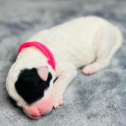 Glacier- Female Reservation 6 - White female Sheepadoodle puppy in Spokane, Washington from Downriver Doodles