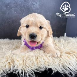 Chai - White female Companion Cross puppy in Utah County, Utah from Big Hearted Breeders
