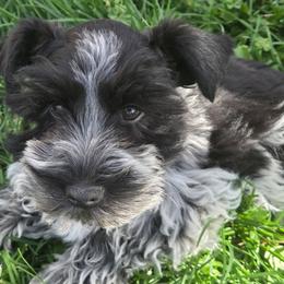 Cheyanne - Parti female Miniature Schnauzer puppy in Paradise, Utah from Highbornschnauzers