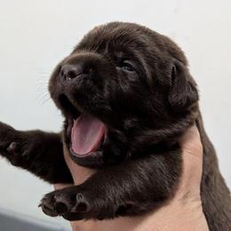 Male Puppy - Chocolate male Labrador Retriever puppy in Millville, New Jersey from Puzzles Labradors