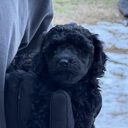 Emmy Lou - Blue female Poodle puppy in Florence County, South Carolina from Modern Family Standards