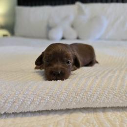 Everest - Red female Cavapoo puppy in Floyd, Virginia from Hearts and Paws Poodles and Doodles