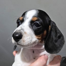 Buffy - Piebald female Dachshund puppy in Declo, Idaho from Dozendachs