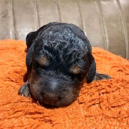 Red - male Golden Mountain Doodle puppy in Redding, California from O’Hara  Doodles
