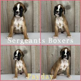 Payday - Fawn female Boxer puppy in Madisonville, Texas from Sergeant's Boxers