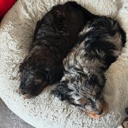 Bernedoodle, Cockapoo, and Goldendoodle Puppies from Avery Doodle Day LLC