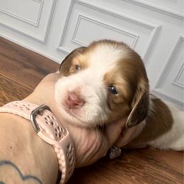 Green - Red male Dachshund puppy in Miami, Florida from Maitime Dachshund
