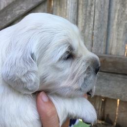 Golden Retriever Puppies from Trusted Valley Retrievers