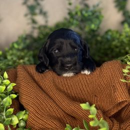 Mistletoe - Black and chalk female Australian Labradoodle puppy in Brush Prairie, Washington from Fancy Pants Labradoodles