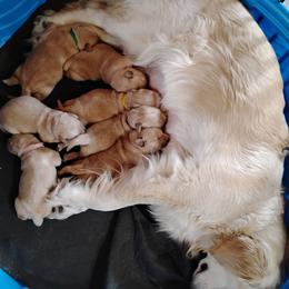 Golden Retriever puppies from McClure's Countryside Enterprises