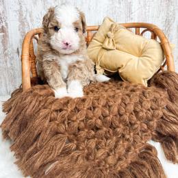 Mr. Burns - Red male Bernedoodle puppy in Otisville, Michigan from Danie’s Darling Doodles LLC