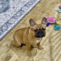 Cherry - Fawn female French Bulldog puppy in Kalispell, Montana from Grace & Grit Frenchies