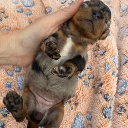 Tulip - Dapple female Dachshund puppy in Mountain Home, Arkansas from Furry Friends Kennel