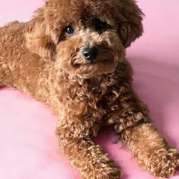 Stella - Goldendoodle