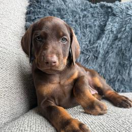 Coco - Red and rust female Doberman Pinscher puppy in Brookfield, Wisconsin from Haus of Hound