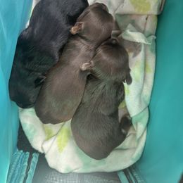 Yorkshire Terrier Puppies from DLJ Yorkies