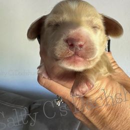 Franklin - Dachshund puppy from Salty C's Dachshunds