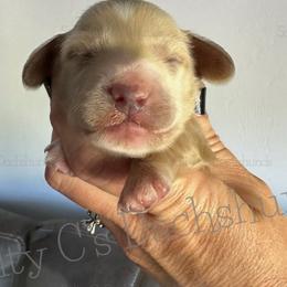 Franklin - Dachshund puppy from Salty C's Dachshunds