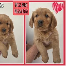 Nessa - Dark golden female Golden Retriever puppy in Driggs, Idaho from SK Golden Retrievers