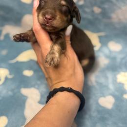 Crush - Chocolate and cream male Dachshund puppy in Oklahoma City, Oklahoma from Barrett’s Doxie Farm