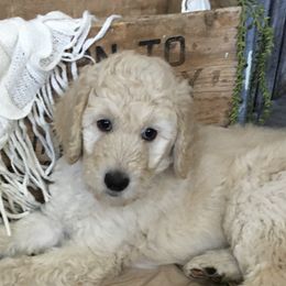 Poodle Puppies from Star Valley Standards