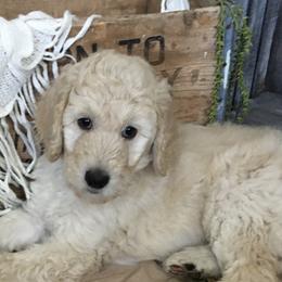 Poodle Puppies from Star Valley Standards