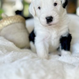 Old English Sheepdog and Sheepadoodle Puppies from The Great White Fluffalo