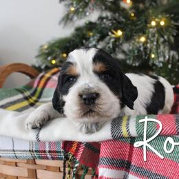 Rocky - Black white and tan male English Springer Spaniel puppy in Barnstead, New Hampshire from C & S Farms