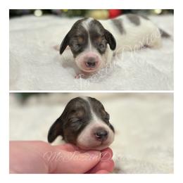 Green heart male (dapple piebald) - Piebald male Dachshund puppy in Chehalis, Washington from McJazzin Doxies