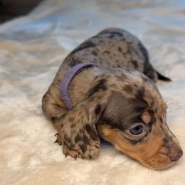 Hera - Dapple female Dachshund puppy in Waddell, Arizona from The Bearded Companions