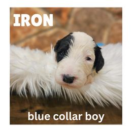 Iron - Black and white Sheepadoodle puppy in Egg Harbor City, New Jersey from Doodles by Starlight