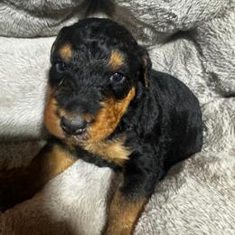 Mr Blue - Black and tan male Airedale Terrier puppy in Mooresville, North Carolina from Farm 55