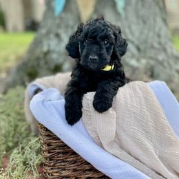 Tiana - Yellow Collar - Sheepadoodle puppy in Pataskala And Thornville, Ohio from Four Front Doodles LLC.