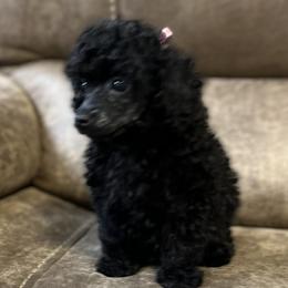 Patsy - Poodle
