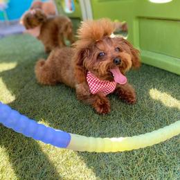 Maltipoo puppies from Maltipoos SD