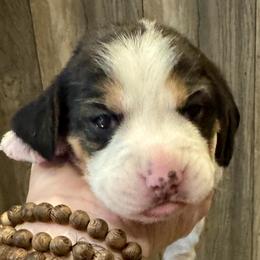Pink Girl - Black white and tan female Beagle puppy in Viper, Kentucky from Mountain Top