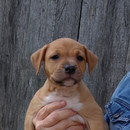 American Staffordshire Terrier Puppies from GrinNation Noble Am Staffs