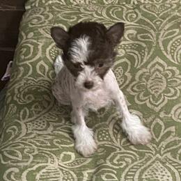 Hazel - Pink and slate female Chinese Crested puppy in Webster, Florida from Xcel's Xoloitzcuintli and Chinese Cresteds
