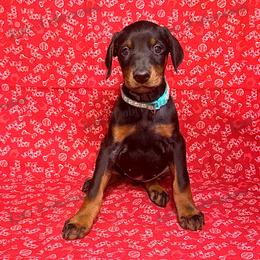 Mint - Black and rust female Doberman Pinscher puppy in Louisville, Kentucky from Ruiz Dobermans