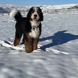 Bernedoodle All Grown Up from Boise Bernedoodles