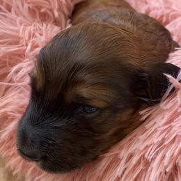 Moose - Red male Dachshund puppy in Trenton, Florida from Tweenie Weenie Dachshunds