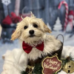 RP#1 - Cream Assorted Doodle Crosses puppy in Benson, North Carolina from A Bundle of Love