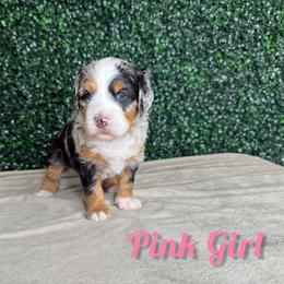 Pink girl - Merle female Bernedoodle puppy in Modesto, California from Two Doods Doodles
