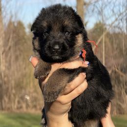 Caia - Black and red female German Shepherd puppy in Canton, Texas from WILDWOOD GERMAN SHEPHERDS