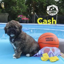 Cash - Sable male Bernedoodle puppy in Heyworth, Illinois from Cobble Creek Puppies